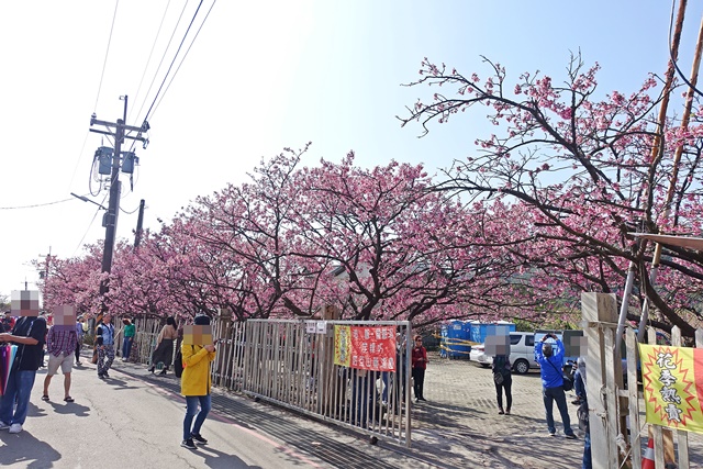 平菁街42巷美麗櫻花~陽明山賞櫻