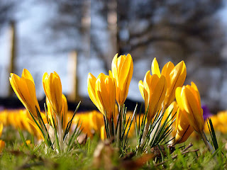 Crocus Flowers,crocus flowers little rock,crocus flowers and gifts,crocus flower saffron,crocus flowers meaning,crocus flowers care