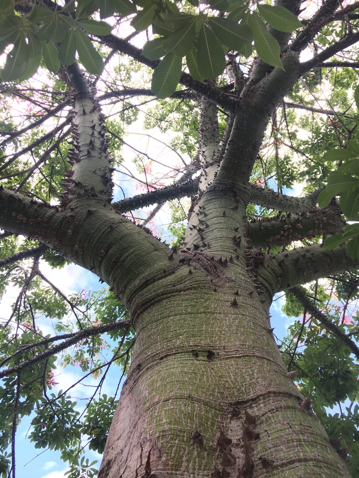 Ceiba speciosa (Silk Floss Tree)