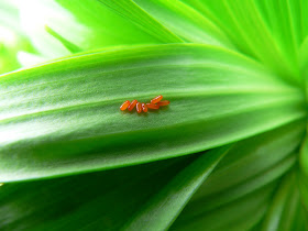 Lilioceris lilii egg