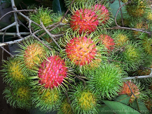 Harga Rambutan  Sekilo RM8 Yumida