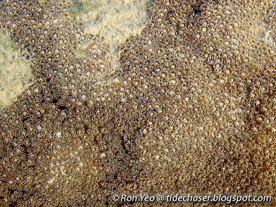 Palythoa tuberculosa, commonly called the Carpet Colonial Anemones or Sea Mat Zoanthids