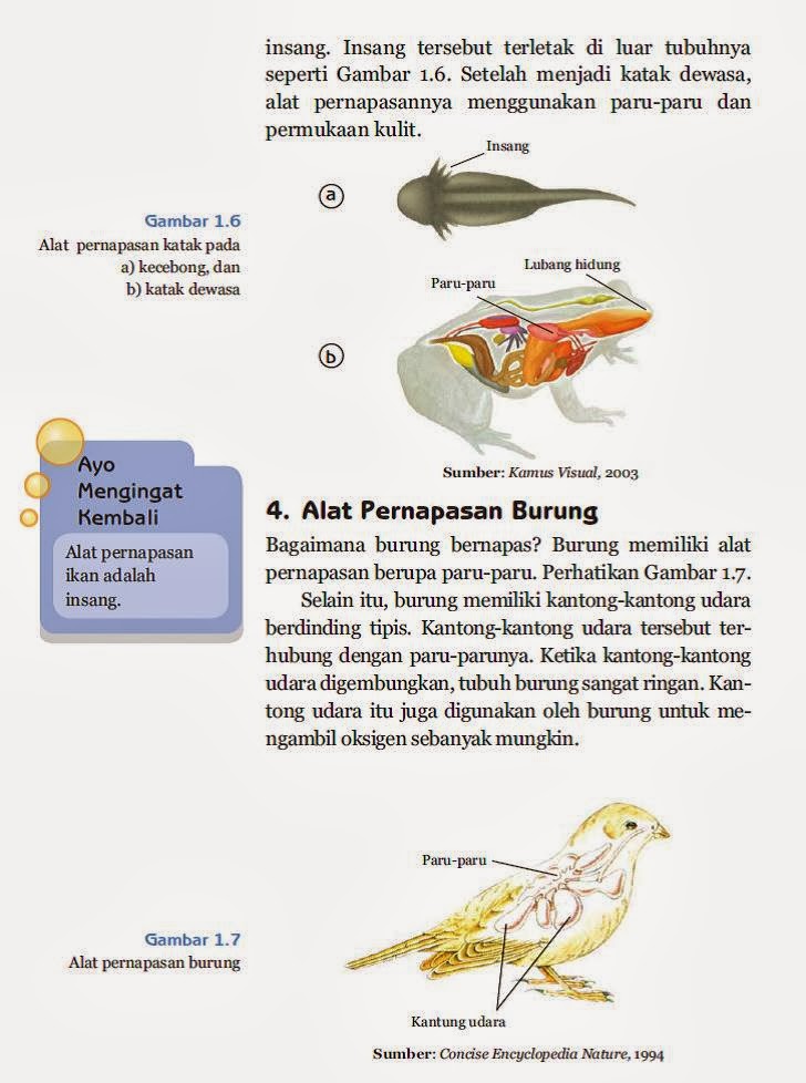 Rumaniyah Fungsi Alat Pernapasan Pada Manusia dan Hewan 