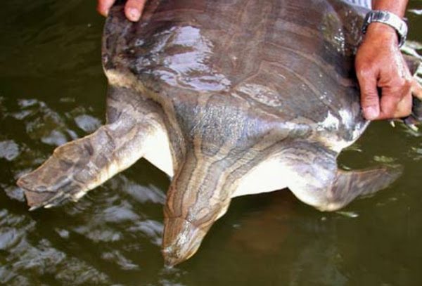 Chitra vandijki, Turtle Burmese Narrow-Headed Softshell Turtle, ตะพาบม่านลายพม่า