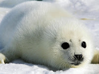 International Day of the Seal - 22 March.