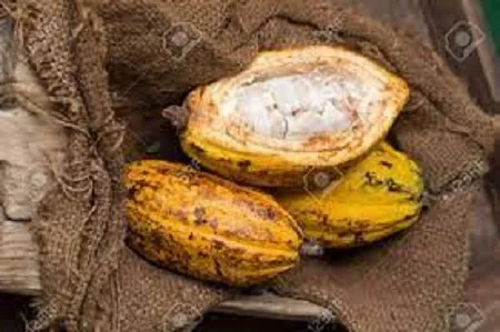 Amazing Benefits of cocoa bean