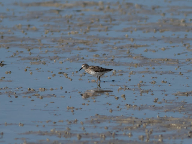 Least Sandpiper - Bunche Beach, Florida