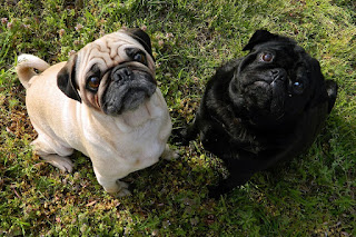 Cepillarse su pug por lo menos dos veces por semana le ayudará a su pelo