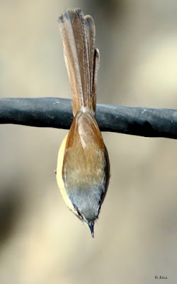 Ashy Prinia