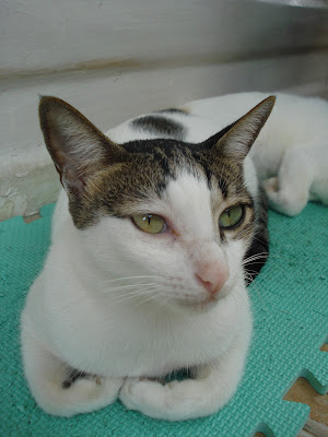 pretty Munchkin - glam cat