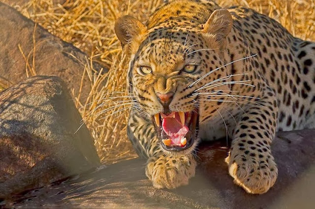 Leopard Roar