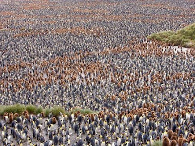 動物の群れ 609590-ライオンキング 動物の群れ