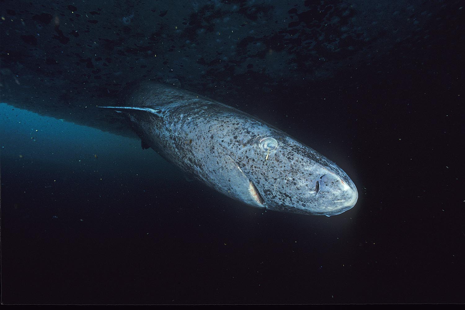 Greenland shark, a venomous shark that is hundreds of years old