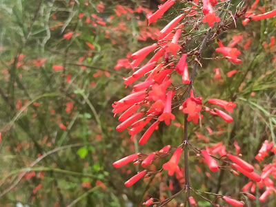 Russelia equisetiformis, Si Air Mancur Bunga Merah