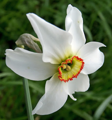 Narcisse poètes (Narcissus poeticus subsp. poeticus)