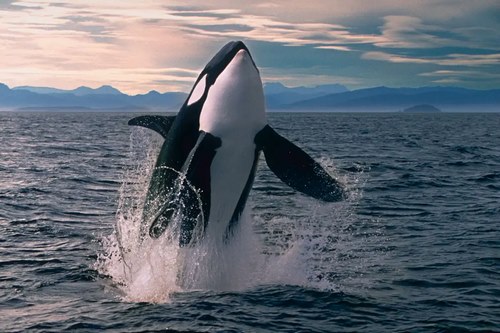 ما هي مدة حمل الحوت القاتل؟