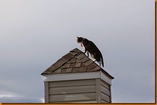 IMG_6020