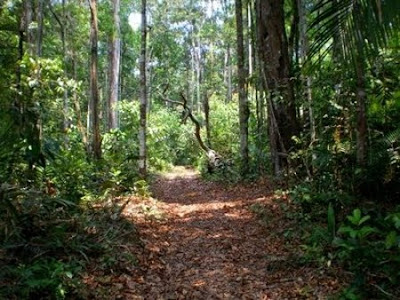 Floresta Nacional de Pau-Rosa | Amazonas