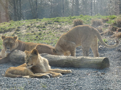 Lioness with cubs at Paris Zoo