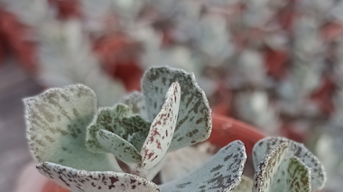 Kalanchoe Rhombopilosa