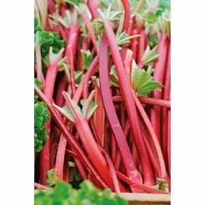 Rhubarb