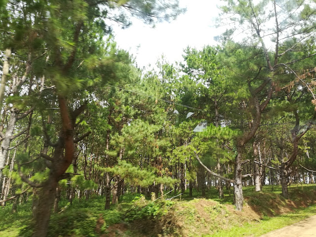 a sight of pine trees on a mountainous terrain in Negros Occidental