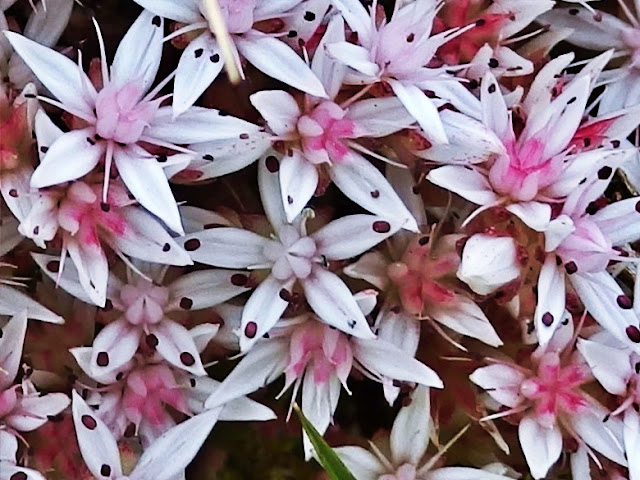 June flowers in Cornwall