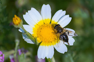 mosca-zangano-eristalis-tenax-