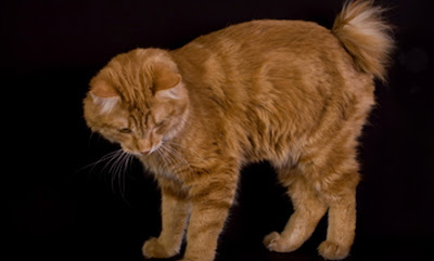 Gambar Kucing Kurilian Bobtail