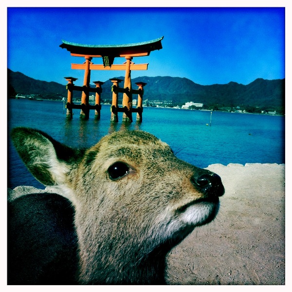 Itsukishima Deer with Big Torii in the background