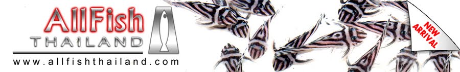 AllFish Aquarium