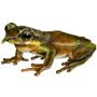 Pinocchio Frog