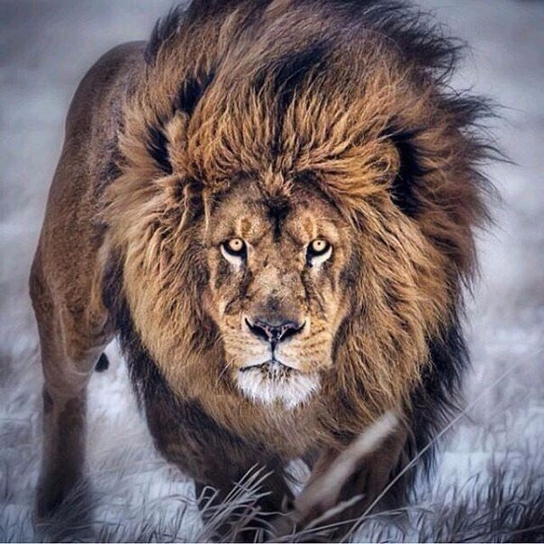 fierce lion
