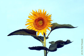 Julie Ann Brady - Russian Mammoth Sunflower - June 20, 2018