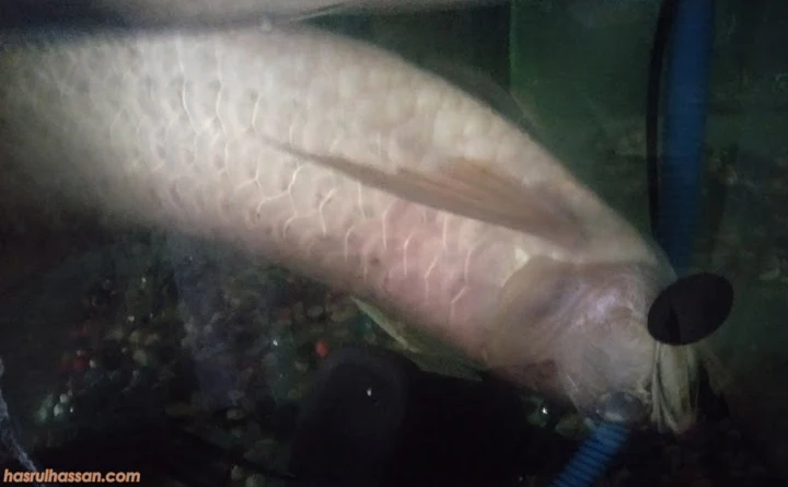 Ikan Kelisa mati dalam akuarium
