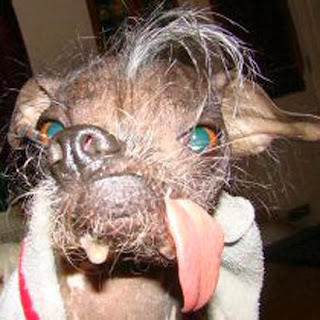 Ugliest dog in the world contestant Peewee Martini a Chinese Crested Japanese Chin mix