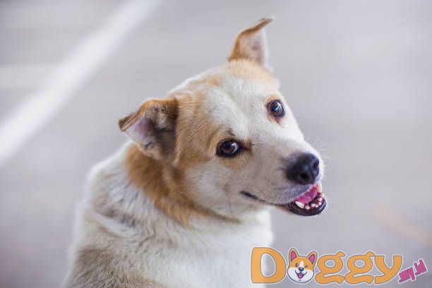 Memilih Tempat Tidur yang Sempurna untuk Anjing Anda