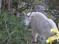 A mountain goat up close