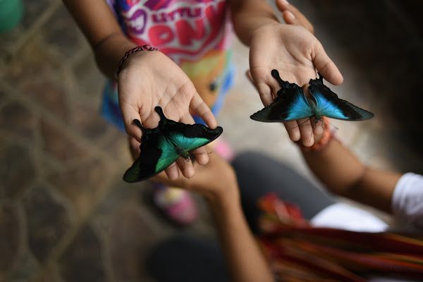 Bali Butterfly Gardens Tabanan