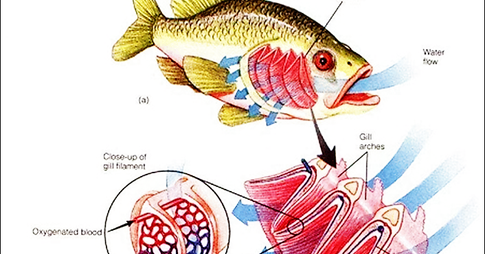  Gambar  Pernapasan Ikan Beserta Bagian Bagiannya Ilmu 