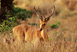 Pench National Park