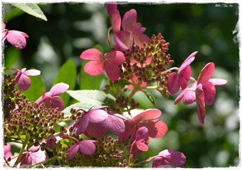 13 hortensia