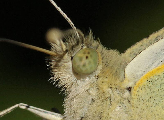 Großer Kohlweißling, Pieris brassicae