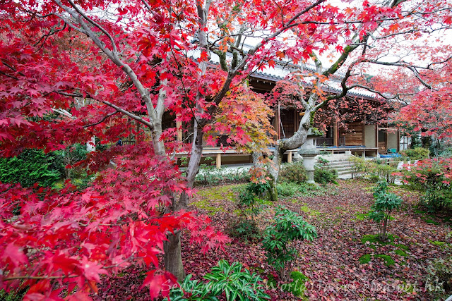 嵐山常寂光寺紅葉