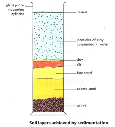 separating soil particles and humus by sedimentation