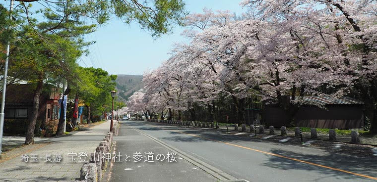 長瀞･宝登山神社の参道の桜