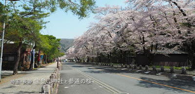 [長瀞] 宝登山神社の参道の桜