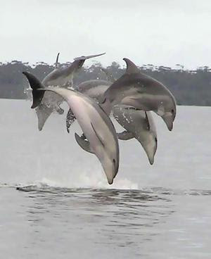 Fotografia de delfines jugando en el mar imajenes