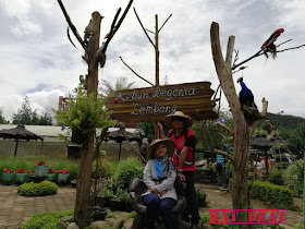 Bercuti Bandung Kebun Begonia Lembang