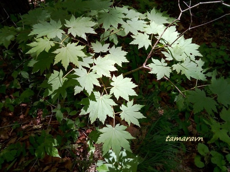 Клён ложнозибольдов (Acer pseudosieboldianum)